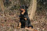 ROTTWEILER 493